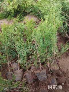 高度80厘米侧柏