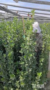 高度180厘米北海道黄杨