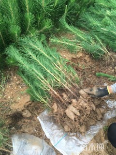 高度40厘米油松小苗