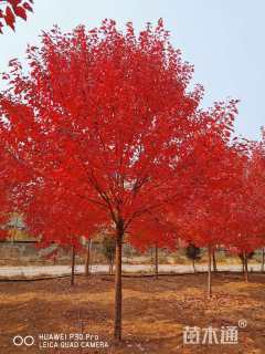 14公分美国红枫-红冠