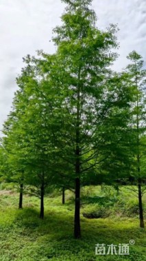 15公分水杉