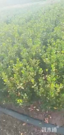 高度60厘米大叶黄杨