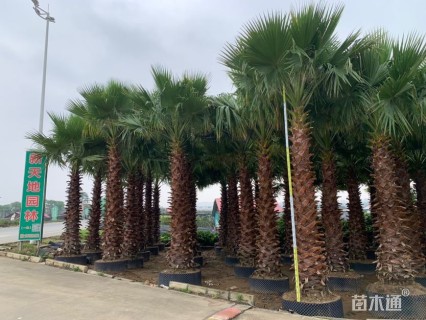 裸干高300厘米华棕