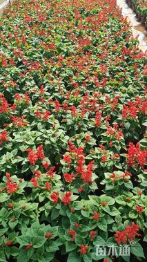 高度20厘米一串红