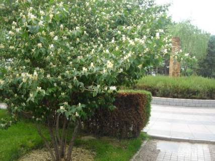 高度200厘米丛生金银木