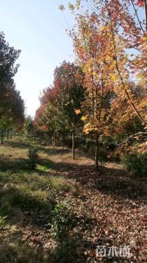 18公分美国红枫