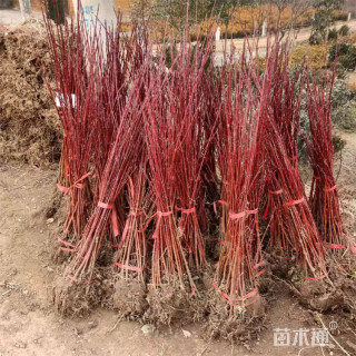高度100厘米红瑞木