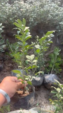 容器苗火焰卫矛球