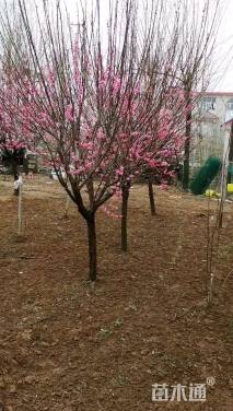 10公分骨里红梅