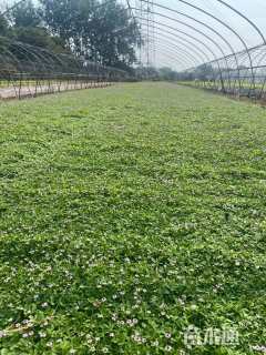 高度15厘米姬岩垂草