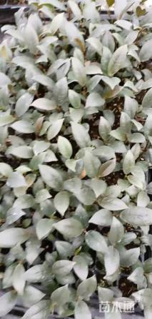 高度3厘米黑金刚橡皮树