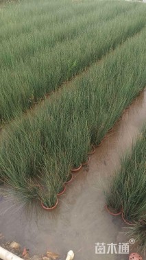 高度40厘米水葱