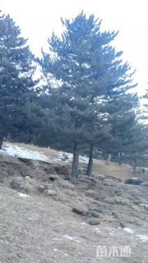 高度900厘米油松