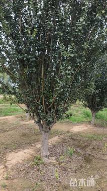 20公分西府海棠