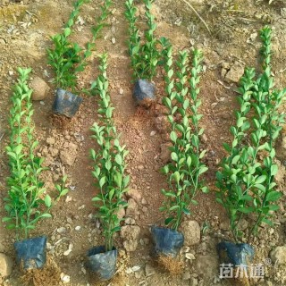 高度58厘米大叶黄杨小苗