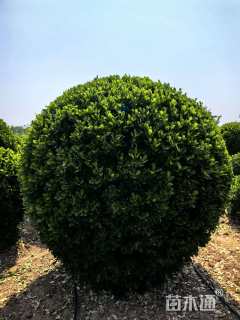 冠幅280厘米大叶黄杨球