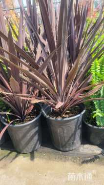 高度180厘米朱蕉