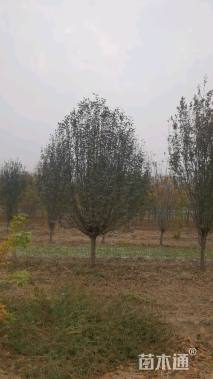 14公分八棱海棠