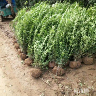 高度40厘米卫矛小苗