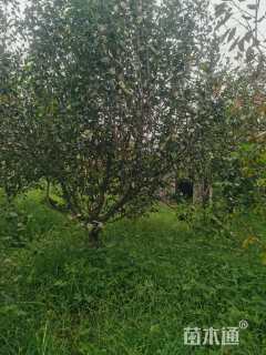 15公分八棱海棠