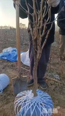 高度80厘米牡丹