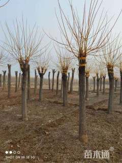 15公分高杆金枝槐