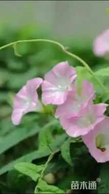 高度25厘米牵牛花