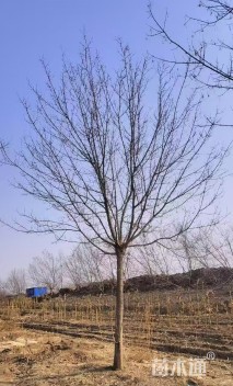 11公分红叶复叶槭