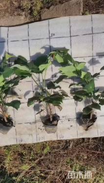 高度20厘米阔叶十大功劳