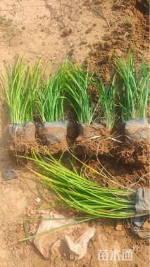 高度20厘米麦冬