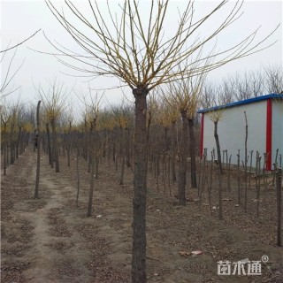 7公分金枝槐