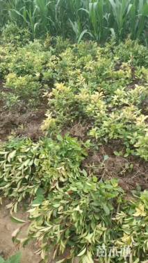 高度30厘米红叶石楠小苗