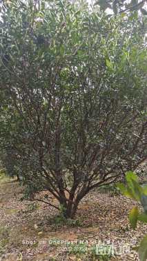 高度300厘米砂糖桔