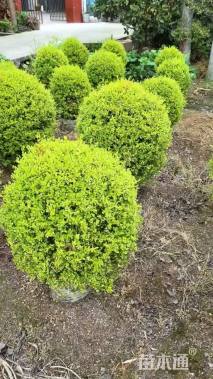 冠幅50厘米亮晶女贞球