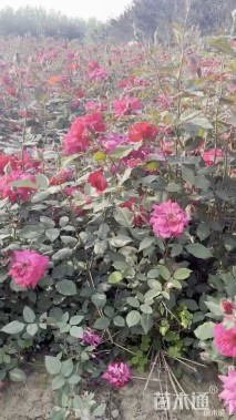 高度40厘米丰花月季