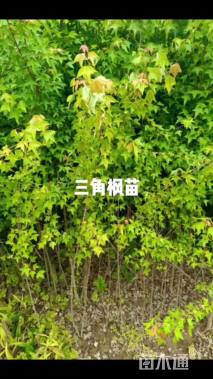 高度100厘米三角枫小苗
