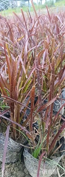 高度20厘米紫叶狼尾草