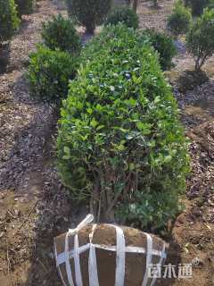 高度200厘米大叶黄杨柱