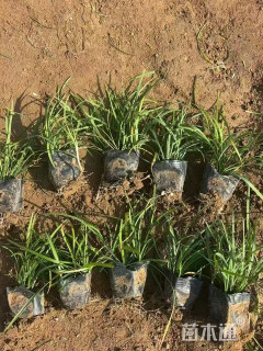 高度15厘米麦冬