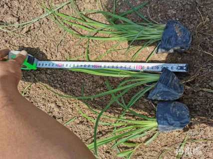 高度20厘米红宝石萱草