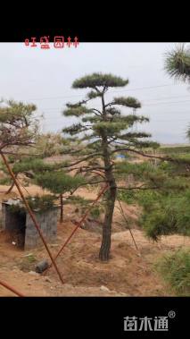 高度550厘米黑松