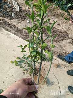 高度40厘米大叶黄杨