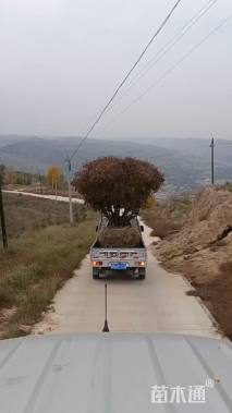 高度10厘米牡丹