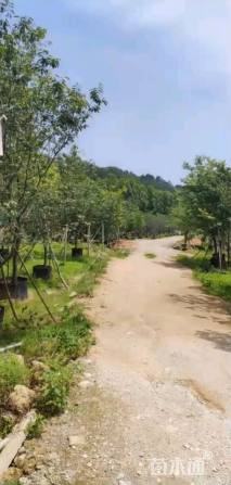 10公分福建山樱花