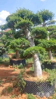 10公分造型榆树