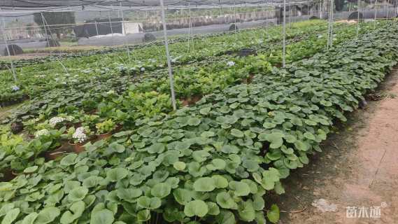 高度20厘米大吴凤草