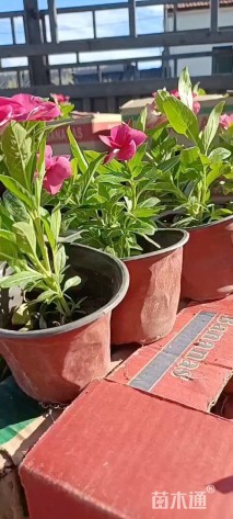 高度30厘米长春花