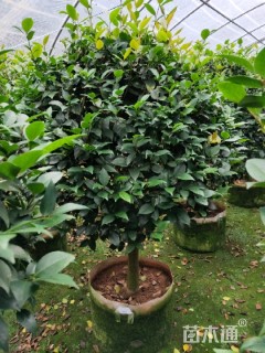 高度300厘米茶花