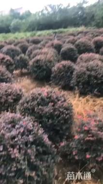 冠幅120厘米红花继木球