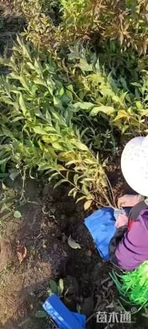 高度50厘米红王子锦带